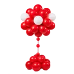 _Ballonblume mit großem Blütenkopf | Rot-Weiß