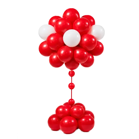 _Ballonblume mit großem Blütenkopf | Rot-Weiß